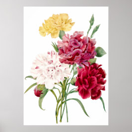 Carnation Flower Print by Pierre-Joseph Redouté Poster