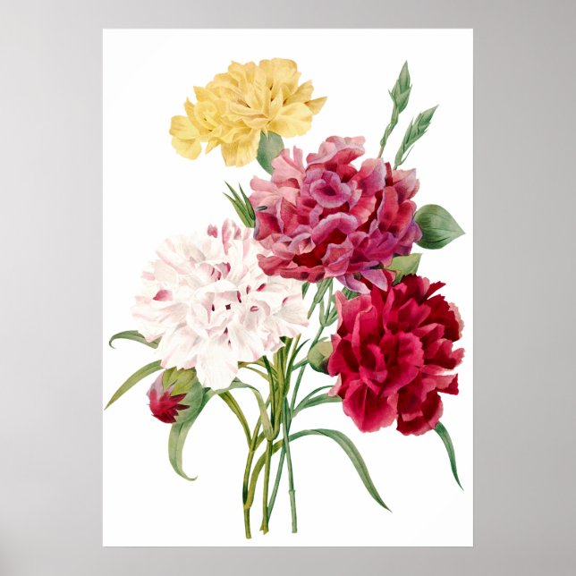 Carnation Flower Print by Pierre-Joseph Redouté Poster (Framsidan)