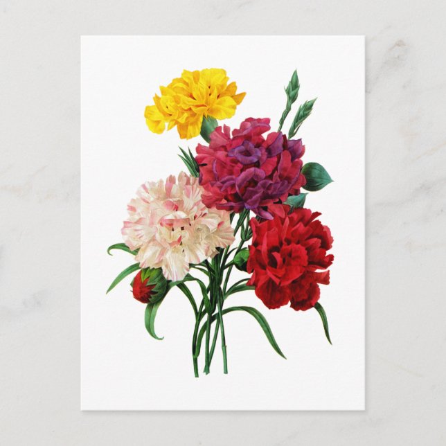 Carnation och Marigold Bouquet av Redoute Vykort (Framsida)