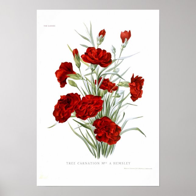 Carnation Poster (Framsidan)