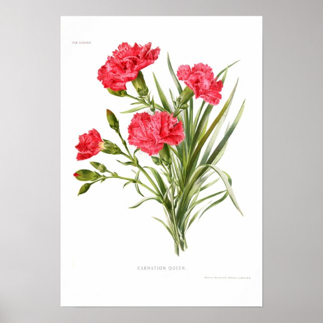 Carnation 'Queen' Poster (Framsidan)