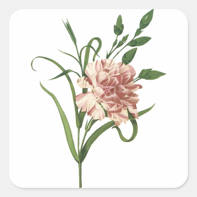 Carnation Sticker Fyrkantigt Klistermärke (Framsida)