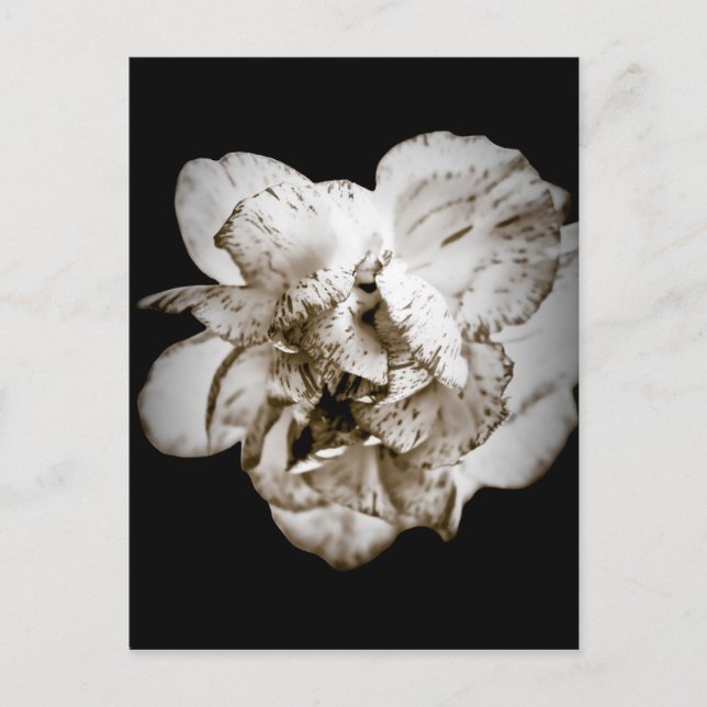 Carnation Vykort (Framsida)