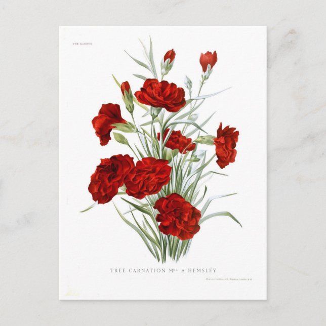 Carnation Vykort (Framsida)