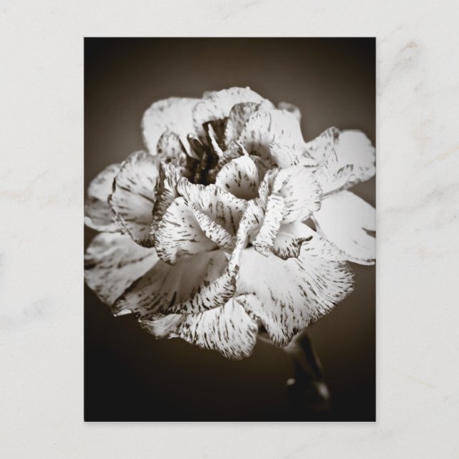 Carnation Vykort (Framsida)