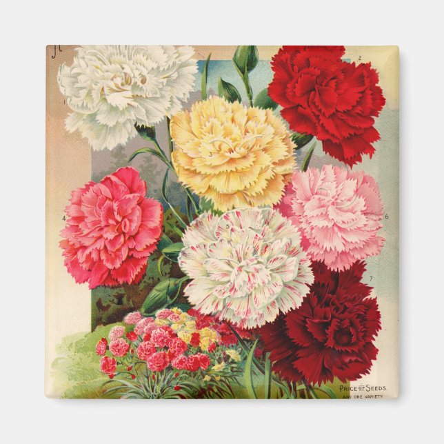 Carnations Seed Packet Magnet (Framsidan)