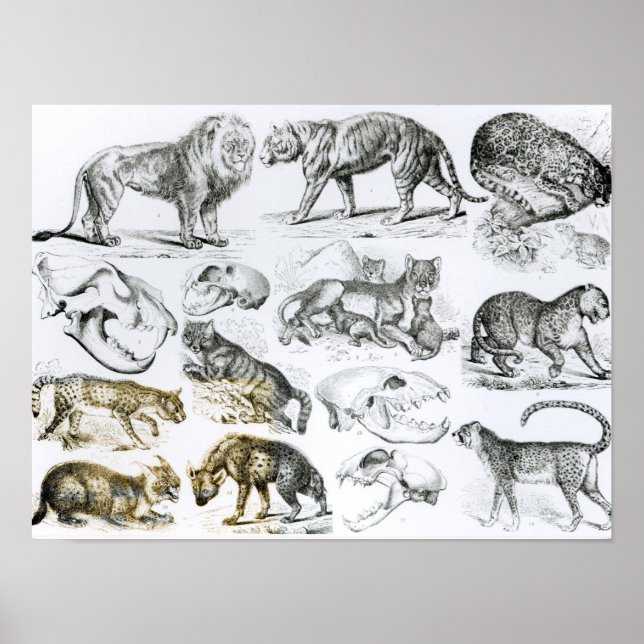 Carnivorous Animals Poster (Framsidan)