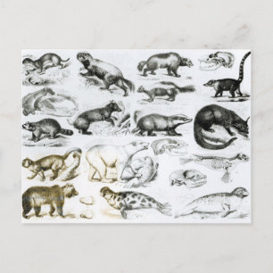 Carnivorous Animals Vykort
