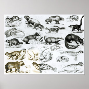 Carnivorous djur poster