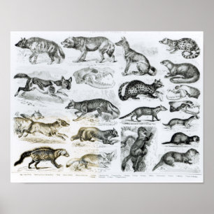 Carnivorous djur poster