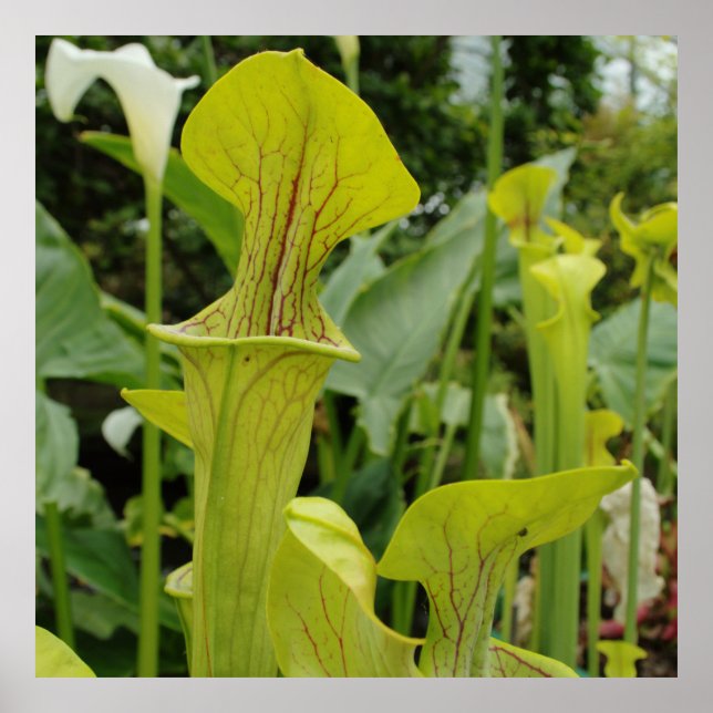 Carnivorous Grönt Pitcher Plant Poster (Framsidan)