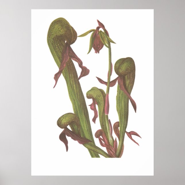 Carnivorous Plant - Darlingtonia californica Poster (Framsidan)