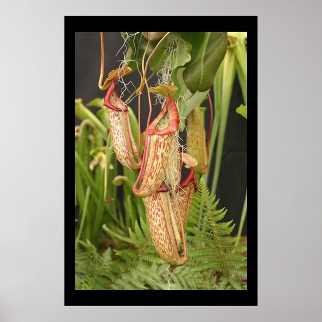 Carnivorous Plant Poster (Framsidan)