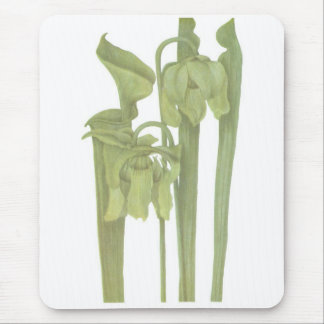 Carnivorous Plant - Sarracenia flava Musmatta