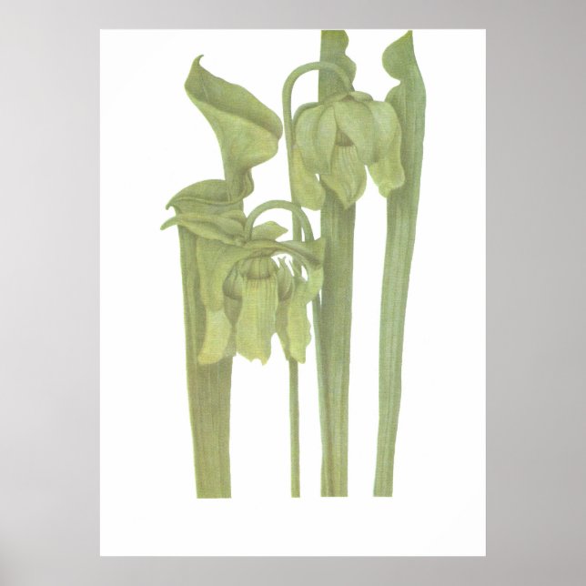 Carnivorous Plant - Sarracenia flava Poster (Framsidan)