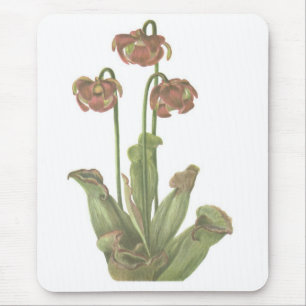 Carnivorous Plant - Sarracenia purpurea Musmatta