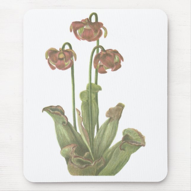 Carnivorous Plant - Sarracenia purpurea Musmatta (Framsidan)