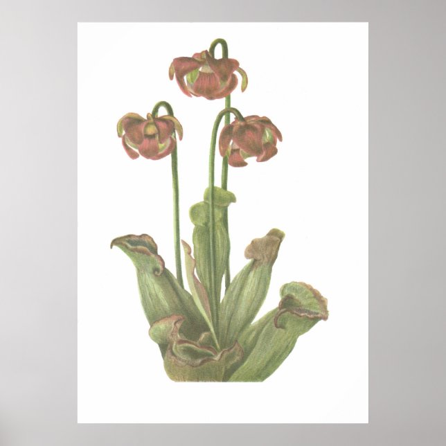 Carnivorous Plant - Sarracenia purpurea Poster (Framsidan)
