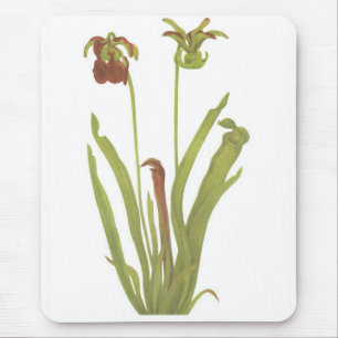 Carnivorous växt - Sarraceniarubra Musmatta