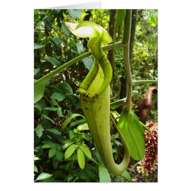 Carnivorous växter för kannaväxt hälsningskort (Framsidan)