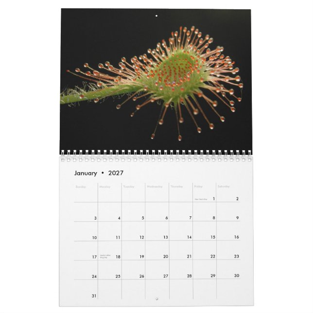 Carnivorous växtkalender kalender (Jan 2027)