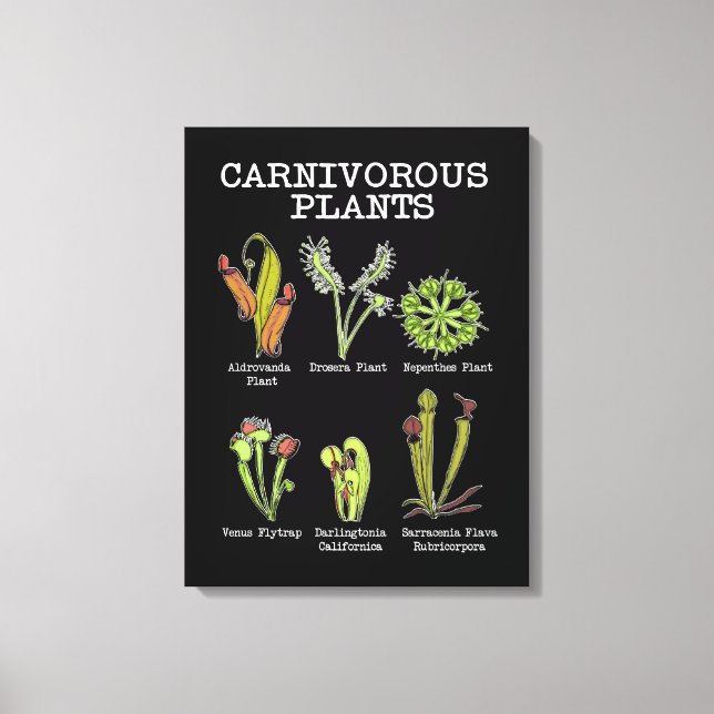 Carnivorväxter Arter Saracenia Venus Flyälla Canvastryck (Framsida)
