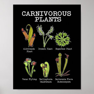 Carnivorväxter Arter Saracenia Venus Flyälla Poster