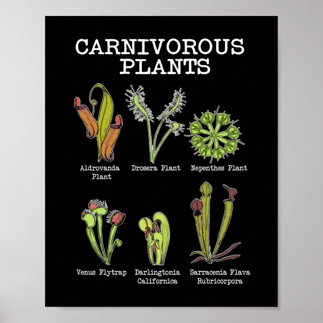 Carnivorväxter Arter Saracenia Venus Flyälla Poster (Framsidan)