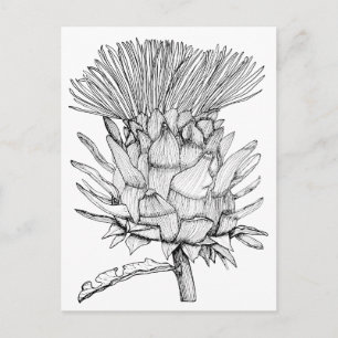 Caro the cardoon vykort