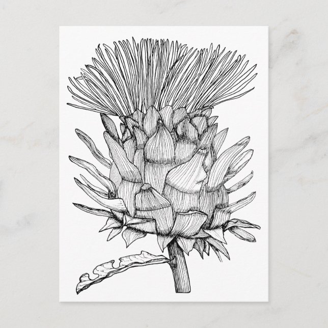 Caro the cardoon vykort (Framsida)