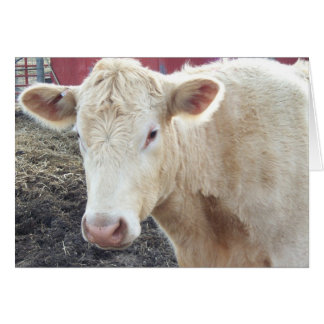 Caroles Cow Hälsningskort