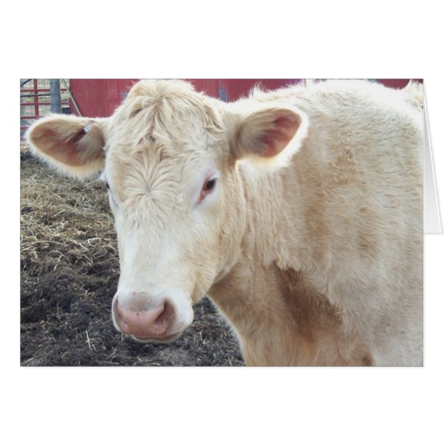 Caroles Cow Hälsningskort (Framsidan Horizontal)