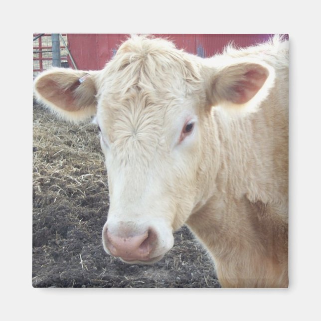 CAROLE'S COW MAGNET (Framsidan)