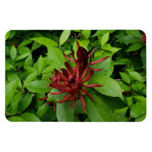 Carolina Allspice Flower i Raleigh NC Magnet