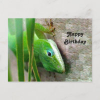 Carolina Anole Grön ödla Foto Födelsedag