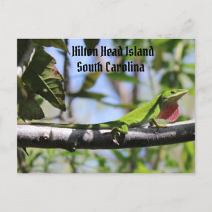 Carolina Anole Hilton Head Island Vykort