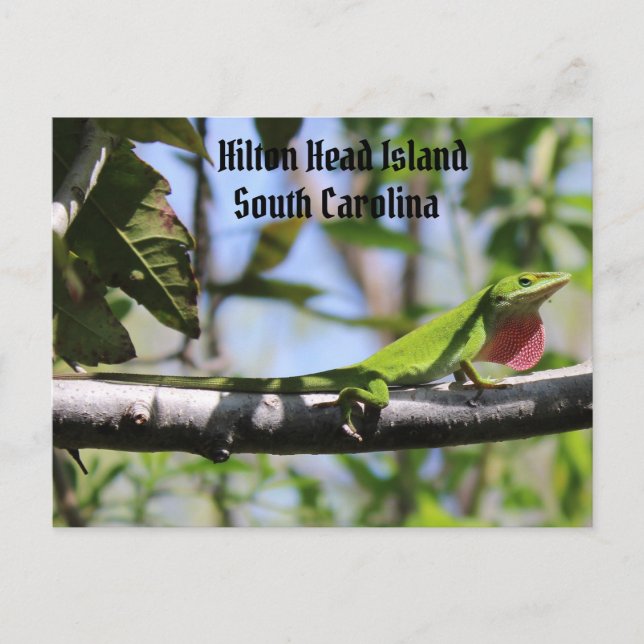 Carolina Anole Hilton Head Island Vykort (Framsida)