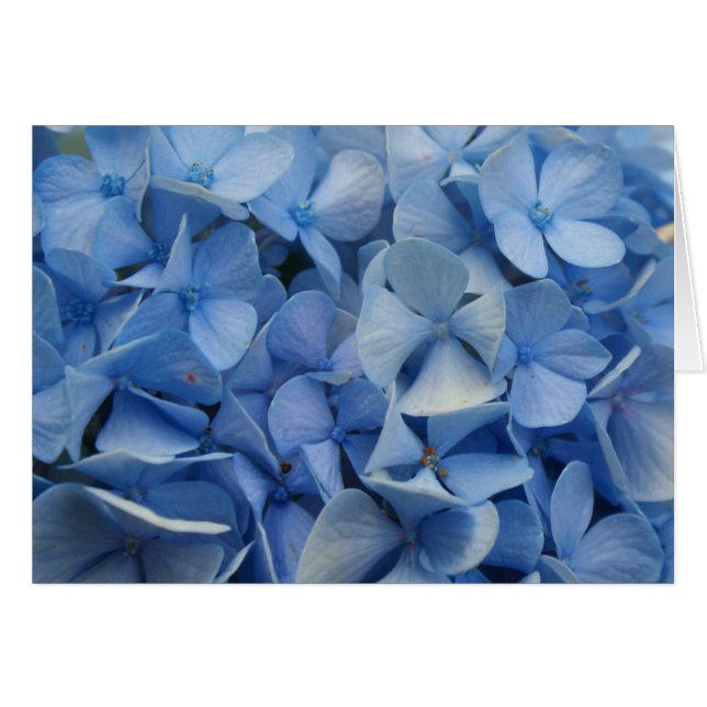 Carolina Blå Hälsningskort (Framsidan Horizontal)