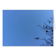 Carolina Blue, kort