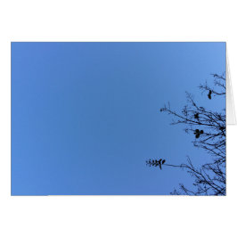 Carolina Blue, kort