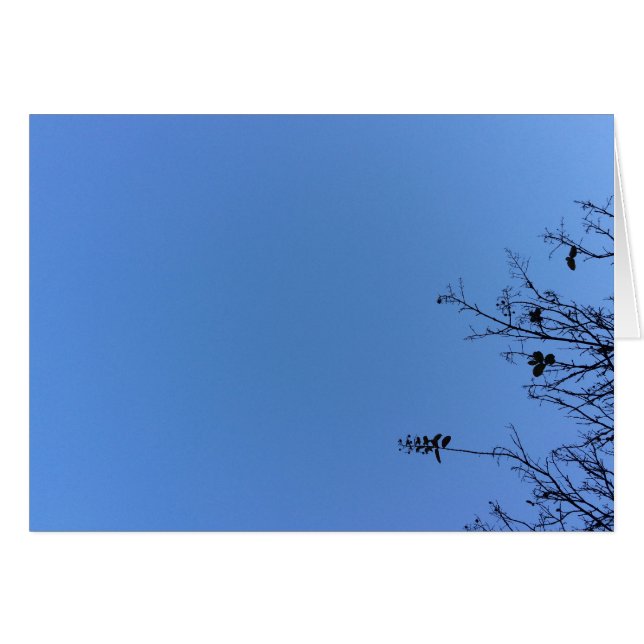 Carolina Blue, kort (Framsidan Horizontal)