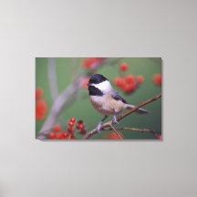 Carolina Chickadee