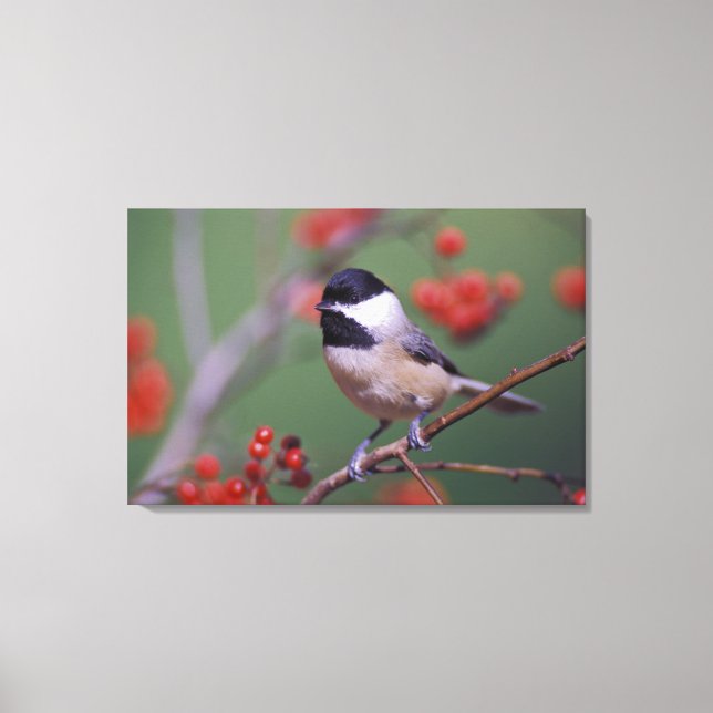 Carolina Chickadee Canvastryck (Framsida)