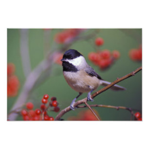 Carolina Chickadee Fototryck