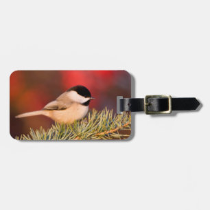 Carolina Chickadee i blå Atlas Cedar Bagagebricka