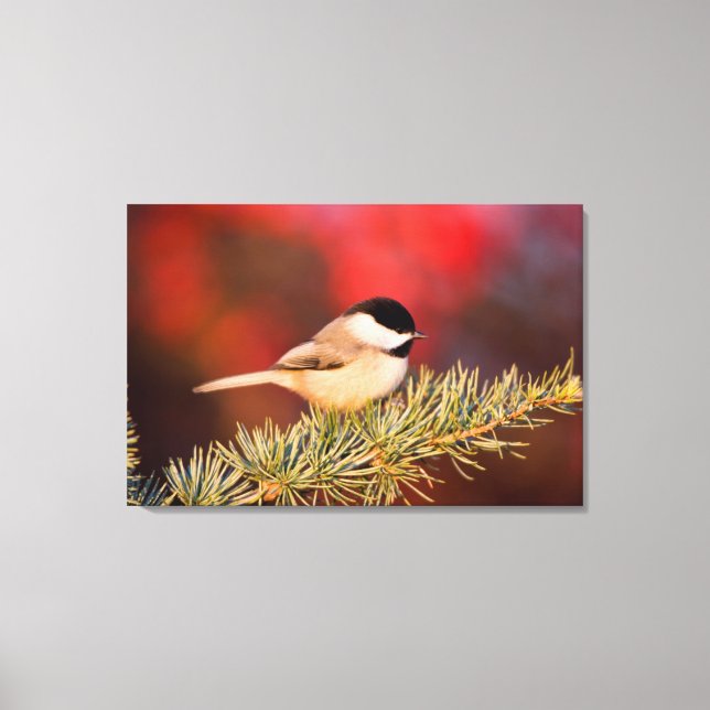 Carolina Chickadee i blå Atlas Cedar Canvastryck (Framsida)