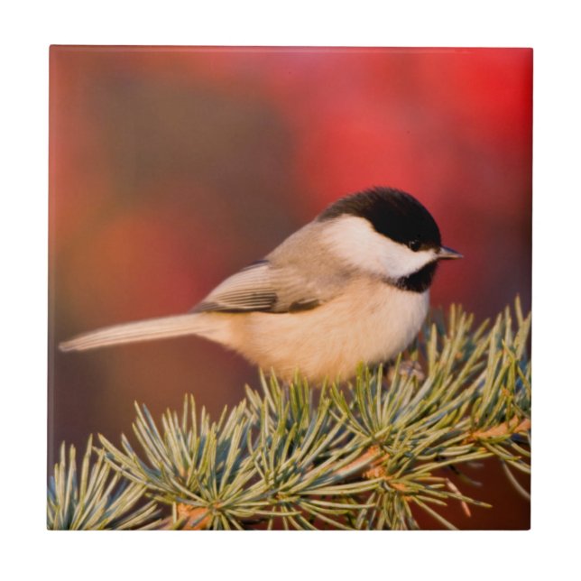 Carolina Chickadee i blå Atlas Cedar Kakelplatta (Framsidan)