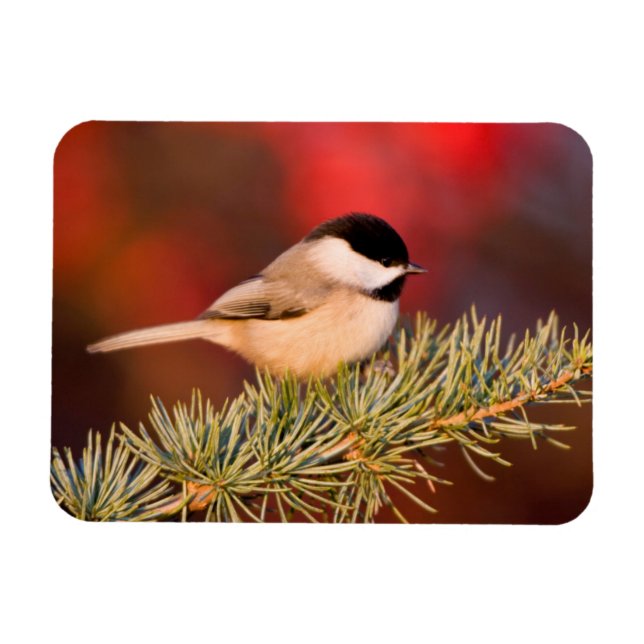 Carolina Chickadee i blå Atlas Cedar Magnet (Horisontell)