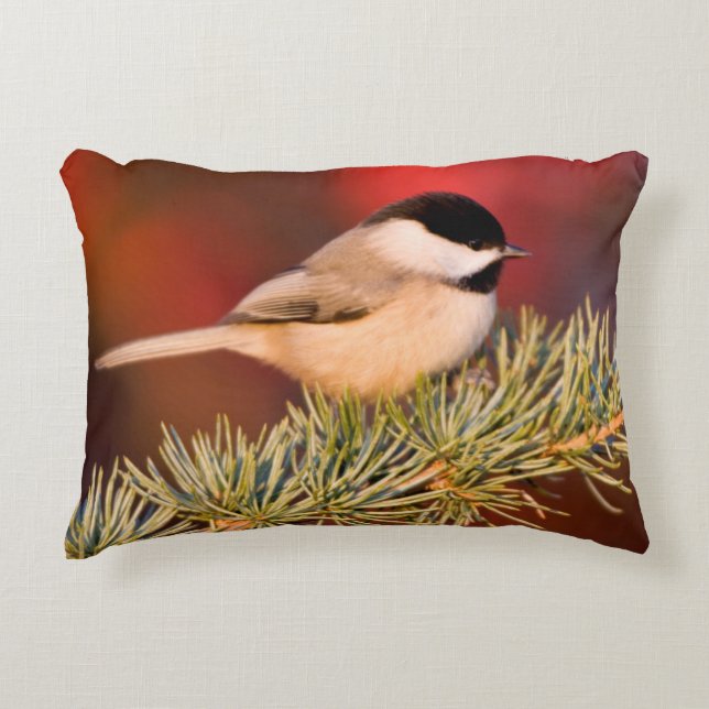 Carolina Chickadee i Blå Atlas Cedar Prydnadskudde (Framsidan)