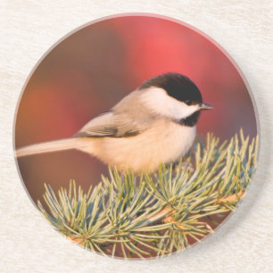 Carolina Chickadee i blå Atlas Cedar Underlägg